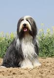 BEARDED COLLIE 202